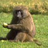 Baboons