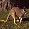 Kangaroos