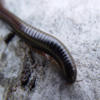 Millipedes