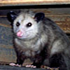 Opossums