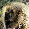 Porcupines