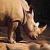 Rhinos