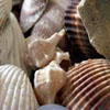 Shells