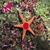 Starfish