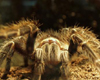 Tarantulas