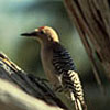 Woodpeckers